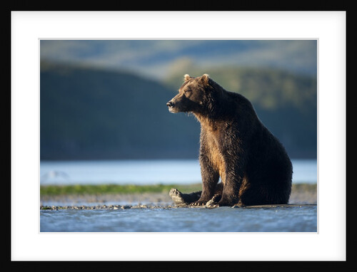 Brown Bear, Katmai National Park, Alaska by Anonymous
