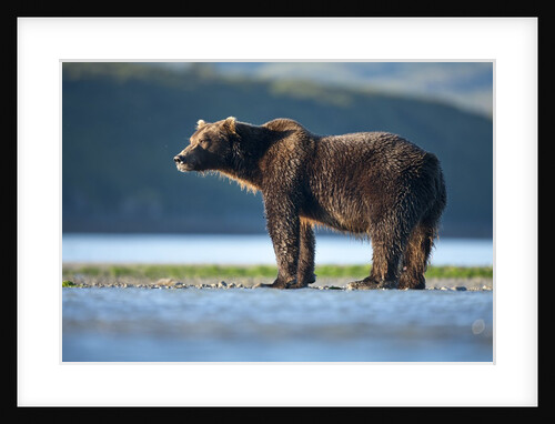 Brown Bear, Katmai National Park, Alaska by Anonymous