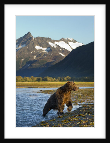 Brown Bear, Katmai National Park, Alaska by Anonymous