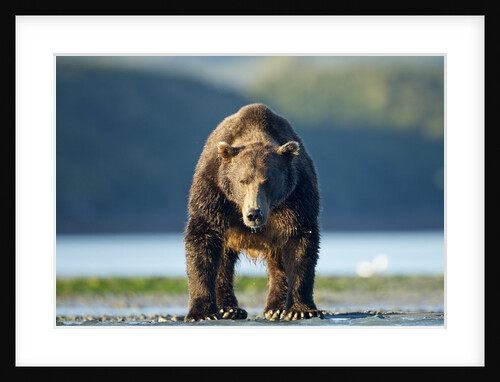 Brown Bear, Katmai National Park, Alaska by Anonymous