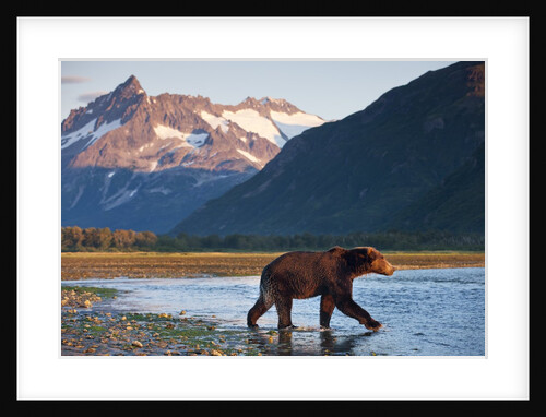 Brown Bear, Katmai National Park, Alaska by Anonymous