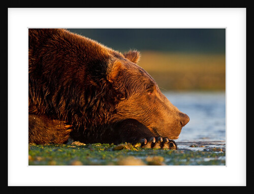 Brown Bear, Katmai National Park, Alaska by Anonymous