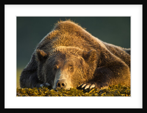 Brown Bear, Katmai National Park, Alaska by Anonymous