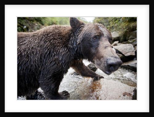 Brown Bear, Katmai National Park, Alaska by Anonymous