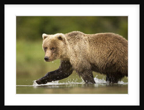 Brown Bear, Katmai National Park, Alaska by Anonymous