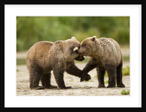 Brown Bear, Katmai National Park, Alaska by Anonymous