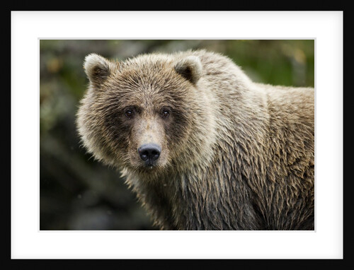 Brown Bear, Katmai National Park, Alaska by Anonymous