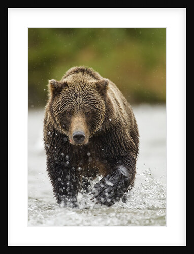 Brown Bear, Katmai National Park, Alaska by Anonymous