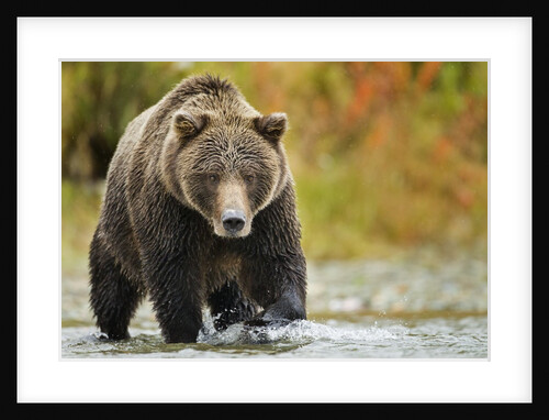 Brown Bear, Katmai National Park, Alaska by Anonymous