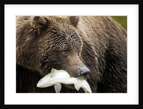 Brown Bear, Katmai National Park, Alaska by Anonymous