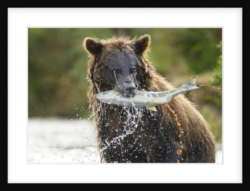 Brown Bear, Katmai National Park, Alaska by Anonymous