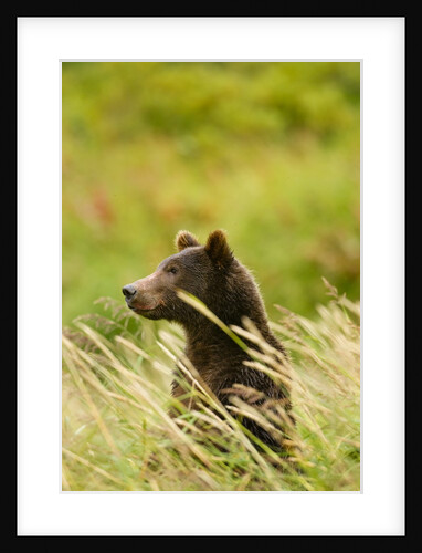 Brown Bear, Katmai National Park, Alaska by Anonymous