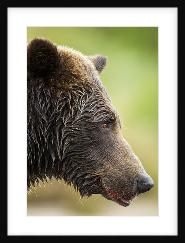 Brown Bear, Katmai National Park, Alaska by Anonymous