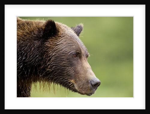 Brown Bear, Katmai National Park, Alaska by Anonymous