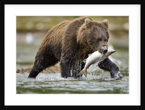 Brown Bear, Katmai National Park, Alaska by Anonymous