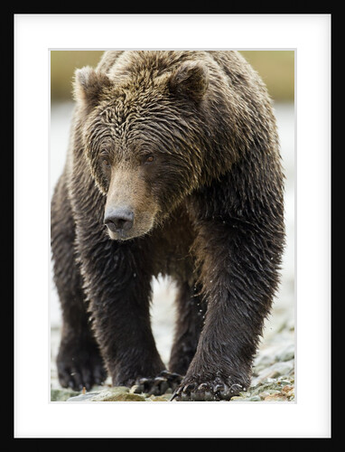 Brown Bear, Katmai National Park, Alaska by Anonymous