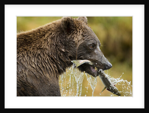 Brown Bear, Katmai National Park, Alaska by Anonymous