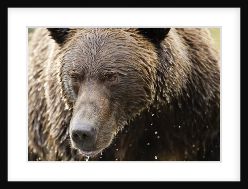 Brown Bear, Katmai National Park, Alaska by Anonymous