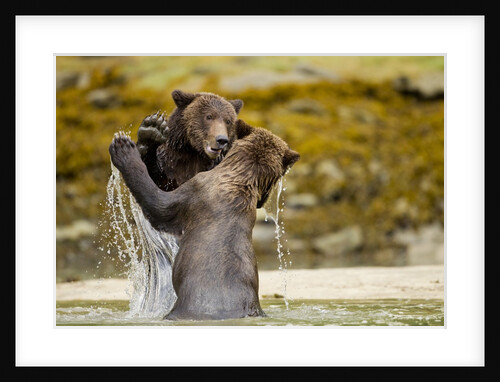 Sparring Brown Bears, Katmai National Park, Alaska by Anonymous