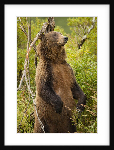 Brown Bear, Katmai National Park, Alaska by Anonymous