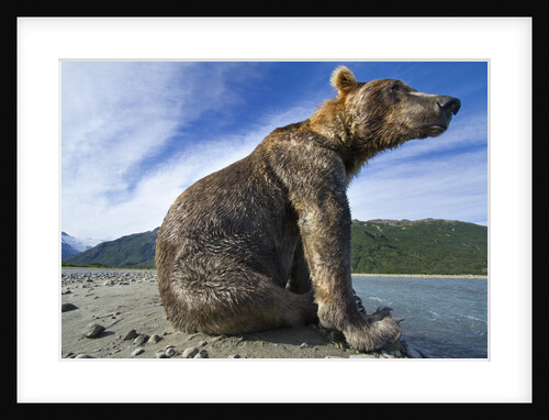 Brown Bear, Katmai National Park, Alaska by Anonymous