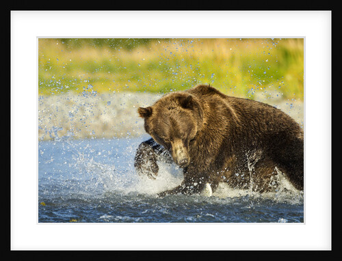 Brown Bear, Katmai National Park, Alaska by Anonymous