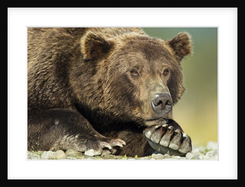 Brown Bear, Katmai National Park, Alaska by Anonymous