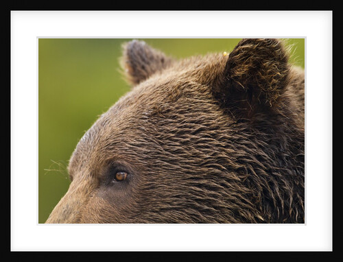 Brown Bear, Katmai National Park, Alaska by Anonymous