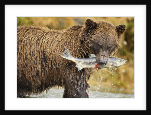 Brown Bear, Katmai National Park, Alaska by Anonymous
