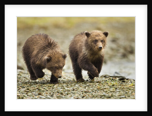 Brown Bear Cubs, Katmai National Park, Alaska by Anonymous