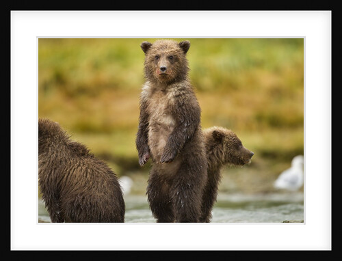 Brown Bear Cubs, Katmai National Park, Alaska by Anonymous