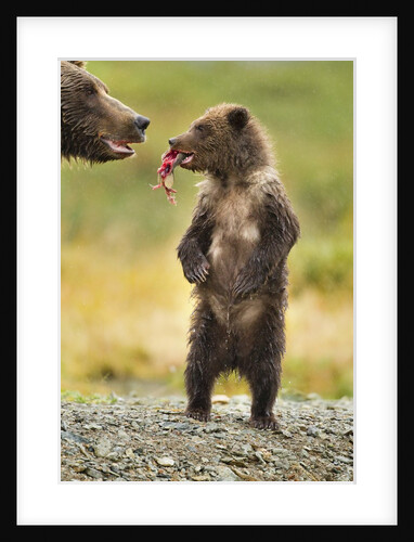 Brown Bear, Katmai National Park, Alaska by Anonymous