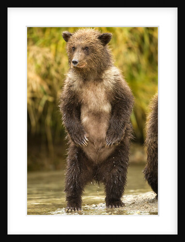 Brown Bear, Katmai National Park, Alaska by Anonymous