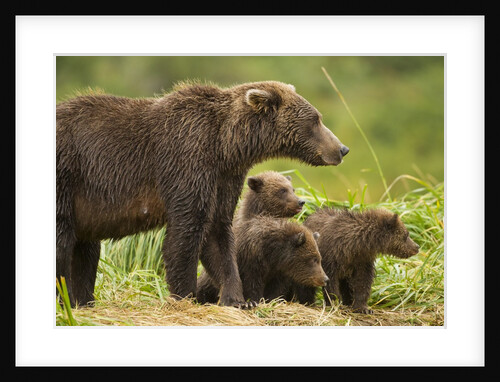 Brown Bear, Katmai National Park, Alaska by Anonymous