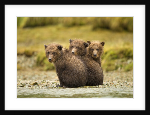 Brown Bear Cubs, Katmai National Park, Alaska by Anonymous