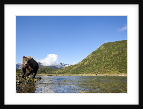 Brown Bear, Katmai National Park, Alaska by Anonymous