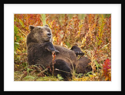 Brown Bear, Katmai National Park, Alaska by Anonymous