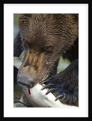 Brown Bear, Katmai National Park, Alaska by Anonymous