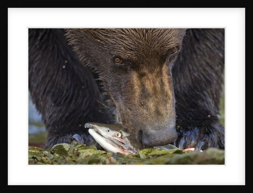 Brown Bear, Katmai National Park, Alaska by Anonymous