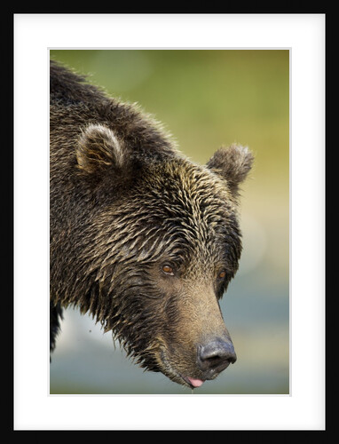Brown Bear, Katmai National Park, Alaska by Anonymous