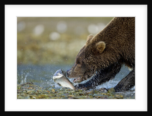 Brown Bear, Katmai National Park, Alaska by Anonymous