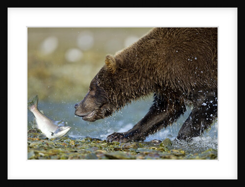 Brown Bear, Katmai National Park, Alaska by Anonymous
