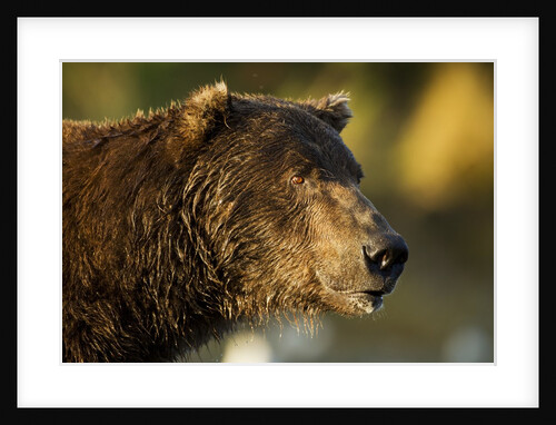 Brown Bear, Katmai National Park, Alaska by Anonymous