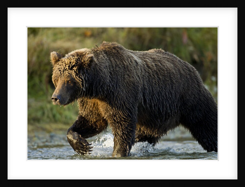 Brown Bear, Katmai National Park, Alaska by Anonymous
