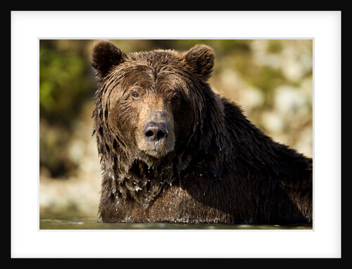 Brown Bear, Katmai National Park, Alaska by Anonymous