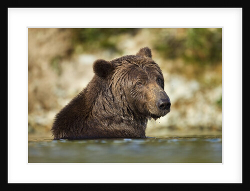 Brown Bear, Katmai National Park, Alaska by Anonymous