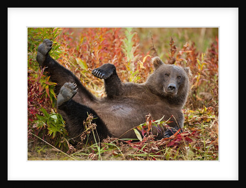 Brown Bear, Katmai National Park, Alaska by Anonymous