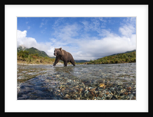 Brown Bear, Katmai National Park, Alaska by Anonymous