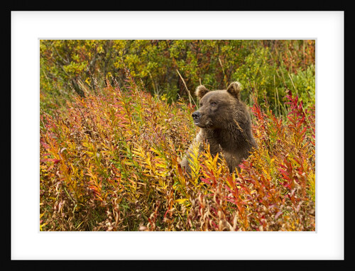 Brown Bear, Katmai National Park, Alaska by Anonymous