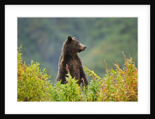 Brown Bear, Katmai National Park, Alaska by Anonymous